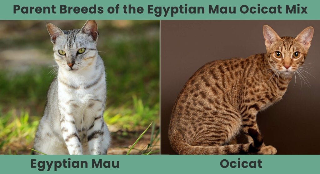 Parent Breeds of the Egyptian Mau Ocicat Mix