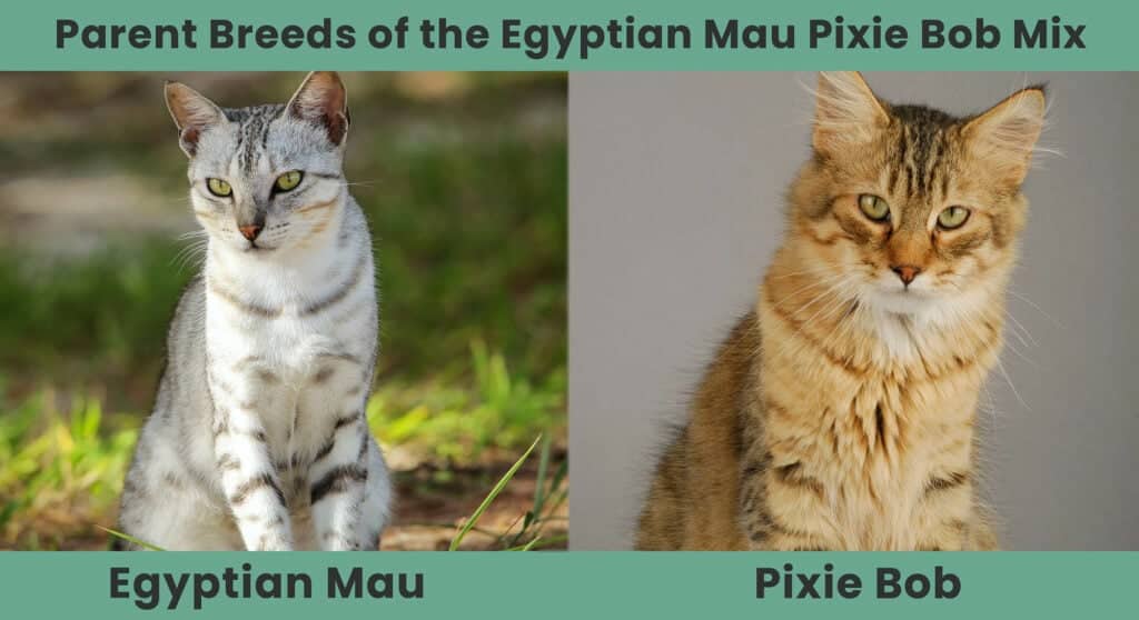 Parent Breeds of the Egyptian Mau Pixie Bob Mix