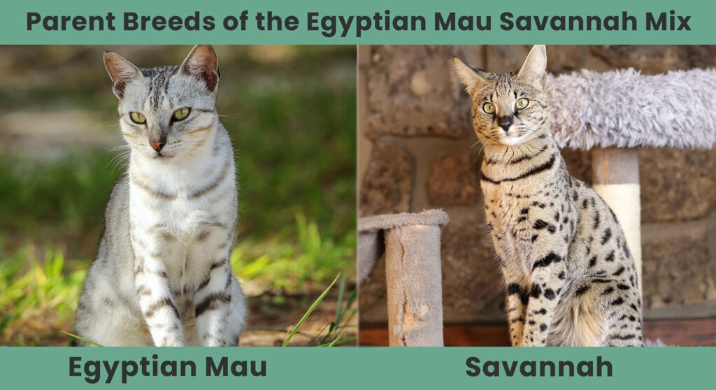 Parent Breeds of the Egyptian Mau Savannah Mix