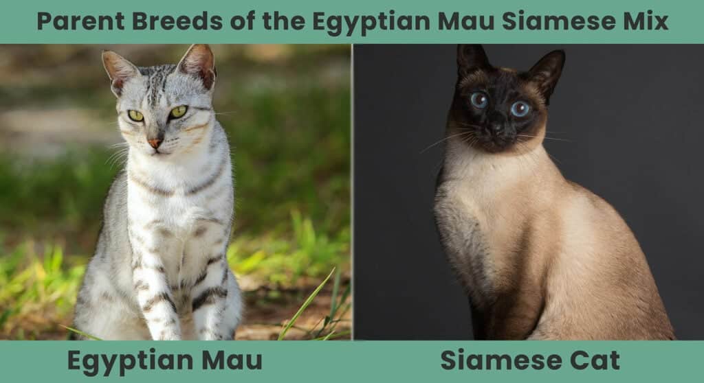 Parent Breeds of Egyptian Mau Siamese Mix