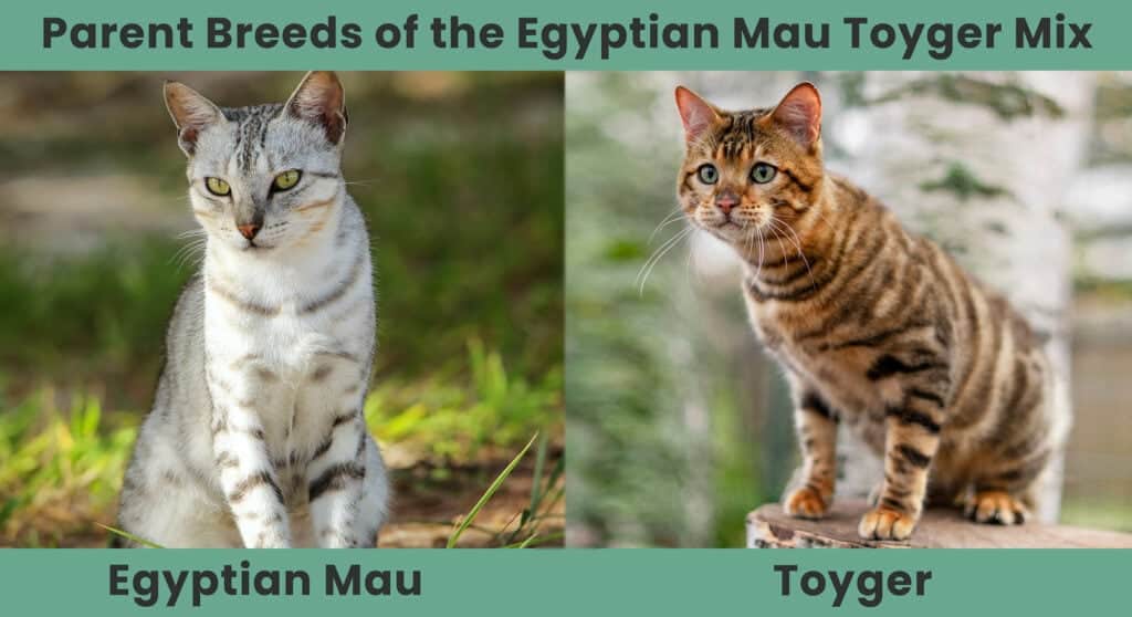 Parent Breeds of the Egyptian Mau Toyger Mix