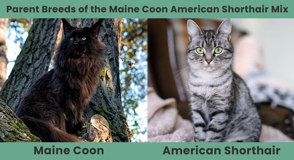Parent Breeds of the Maine Coon American Shorthair Mix