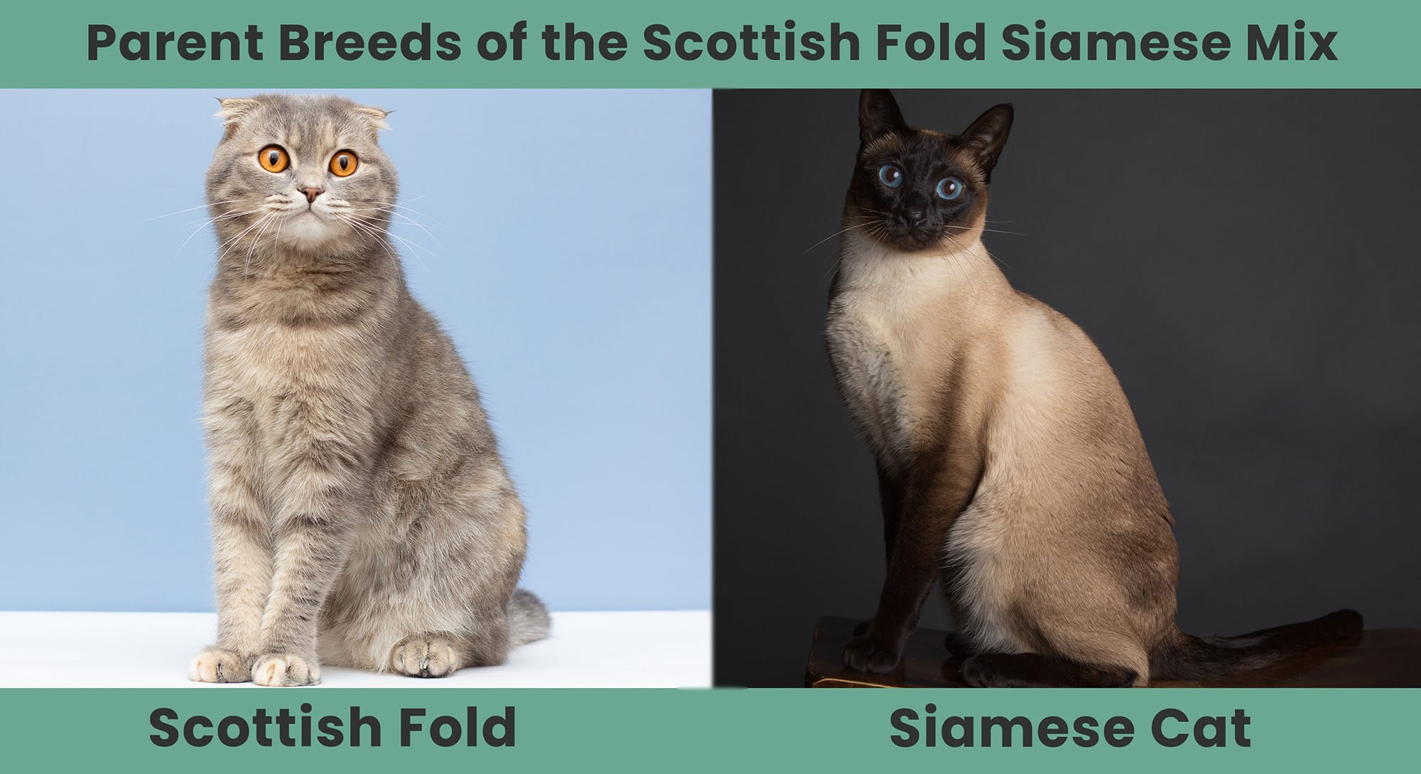 Parent Breeds of the Scottish Fold Siamese Mix