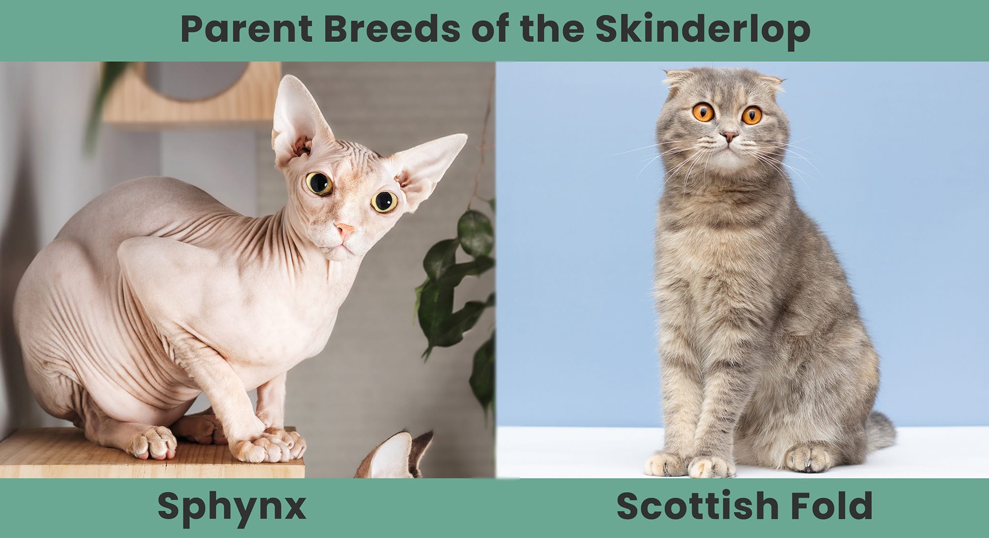 Parent Breeds of the Skinderlop