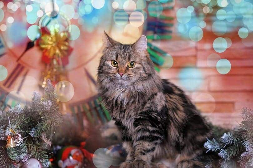 Patched Tabby Pattern norwegian forest cat