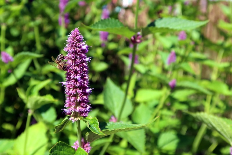 Patchouli Flowers