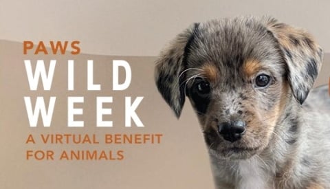 Paws Wild Week logo