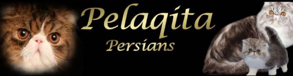 Pelaqita Persians