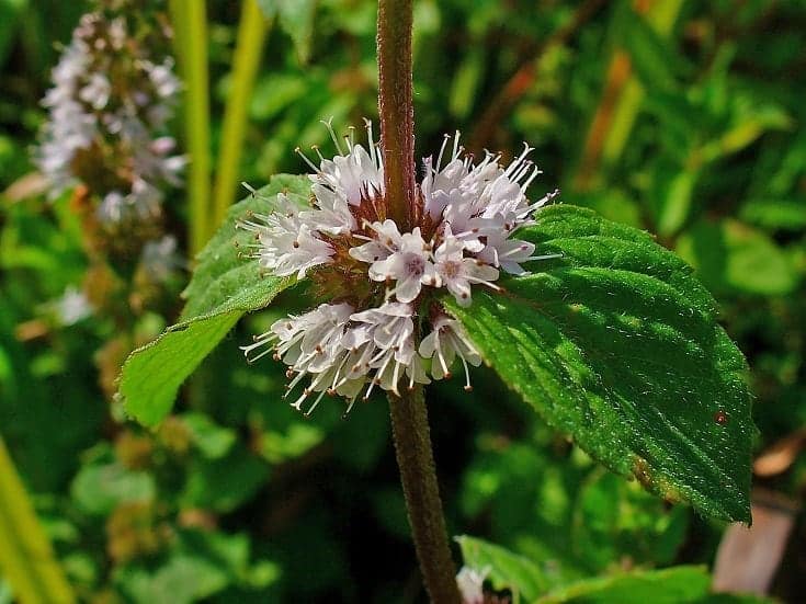 Pennyroyal—Mentha pulegium