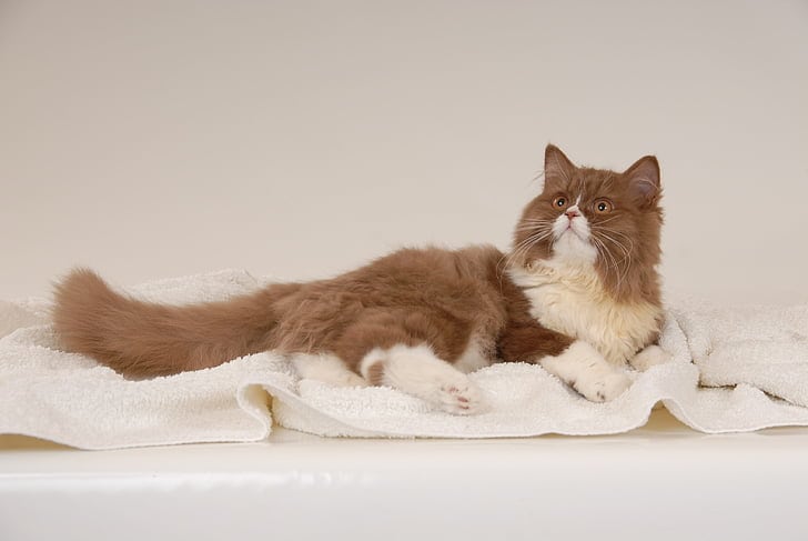 Persian Cat Brown and white coat lying on a towel