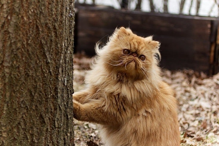 Persian Cat and tree