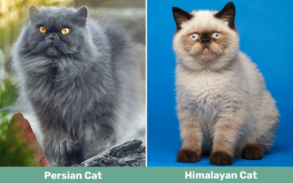 Persian Cat vs Himalayan Cat side by side