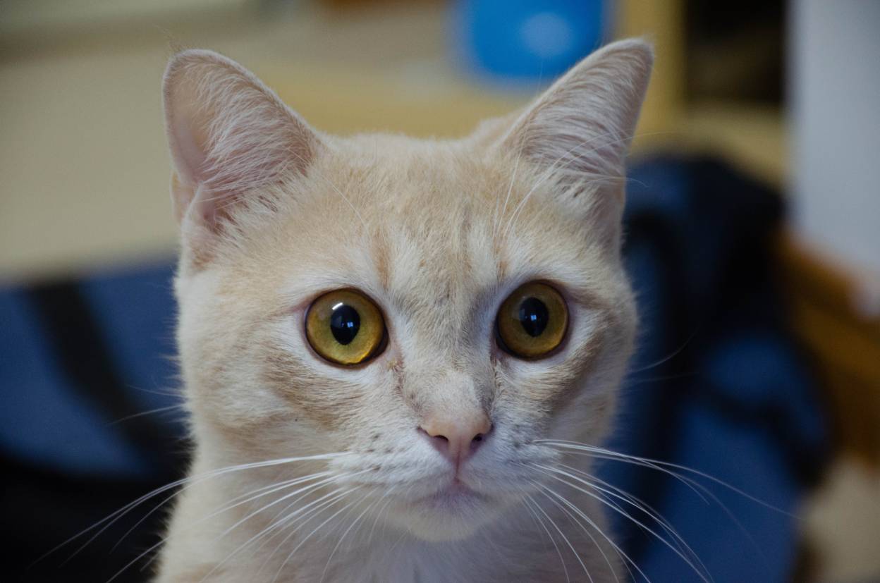 Persian Scottish Fold Mix