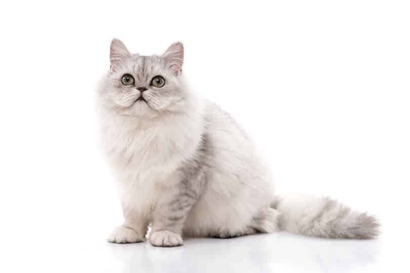 Persian cat grey_ANURAK PONTPATIMET_shutterstock