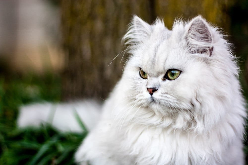 Persian cat looking regal