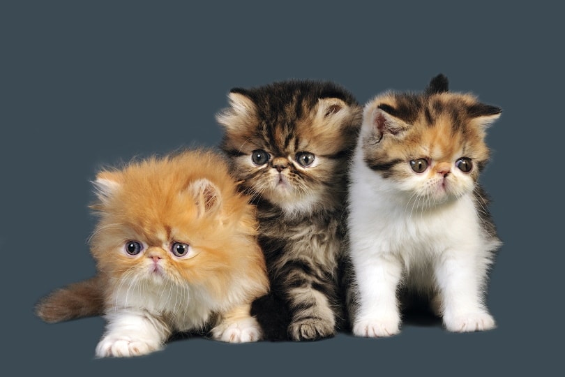 Persian kittens in gray background