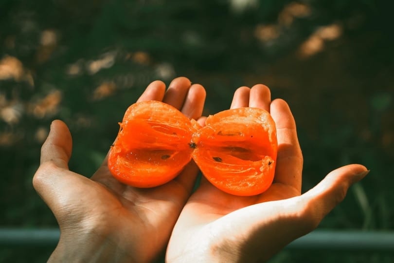 Persimmon fruit cut in half in hands or a person