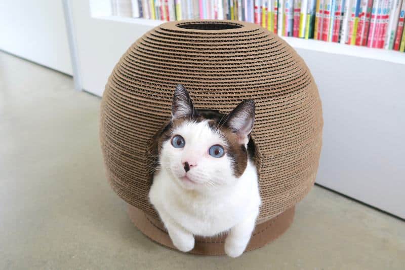 Pet Projects - DIY Cat Scratcher Bed _ Dome House