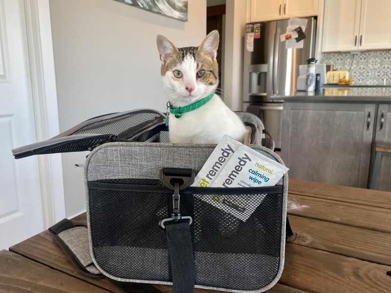 Pet Remedy Kitten Calming Kit - makoa sitting in the pet carrier with calming wipes