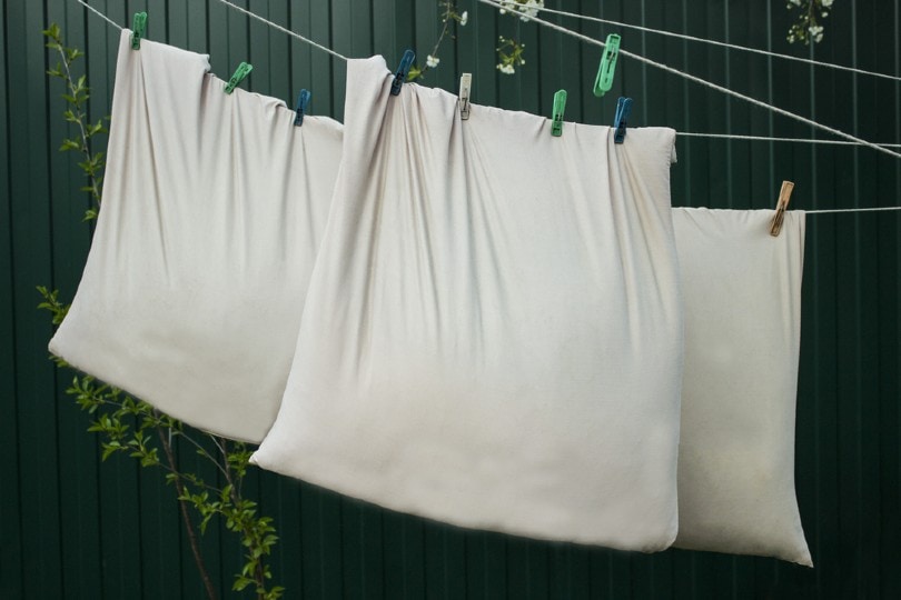 Pillow drying on the clothesline in the sun