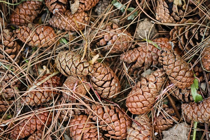 Pine cones