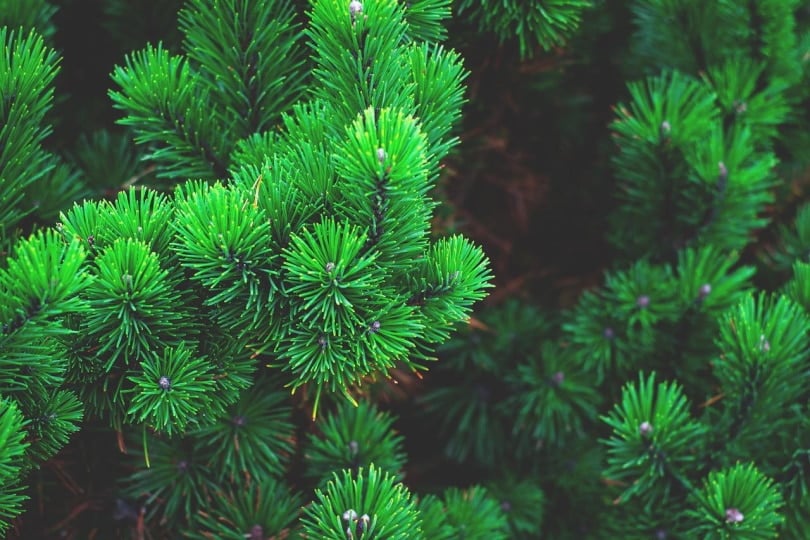 Pine tree needles sticking out