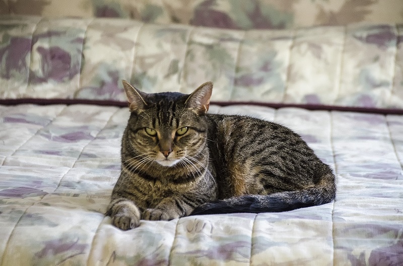 Pixie-bob cat on bed