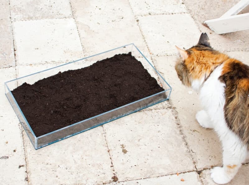 Planting Grass Seeds in Soil for Cat Closeup Seedling