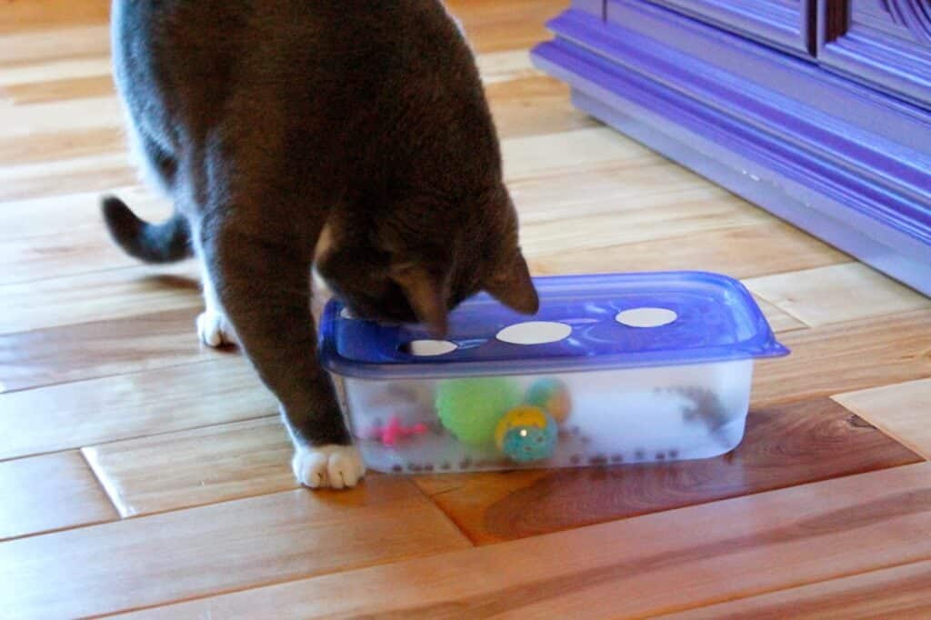 Plastic Box Puzzle Feeder by the Glamcat