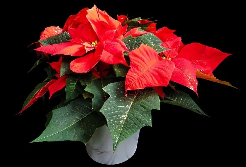 Poinsettia plant in a vase