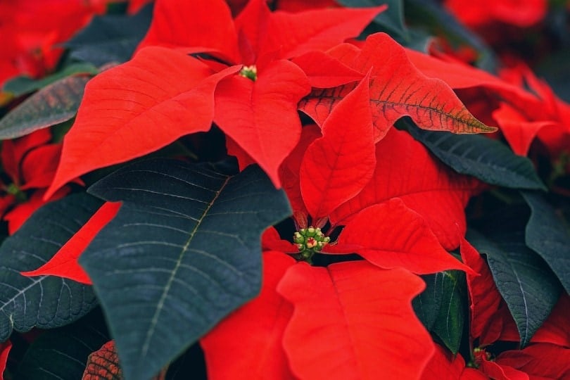 Poinsettia plant