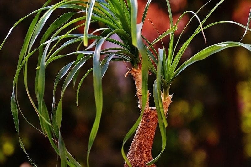 Ponytail plant