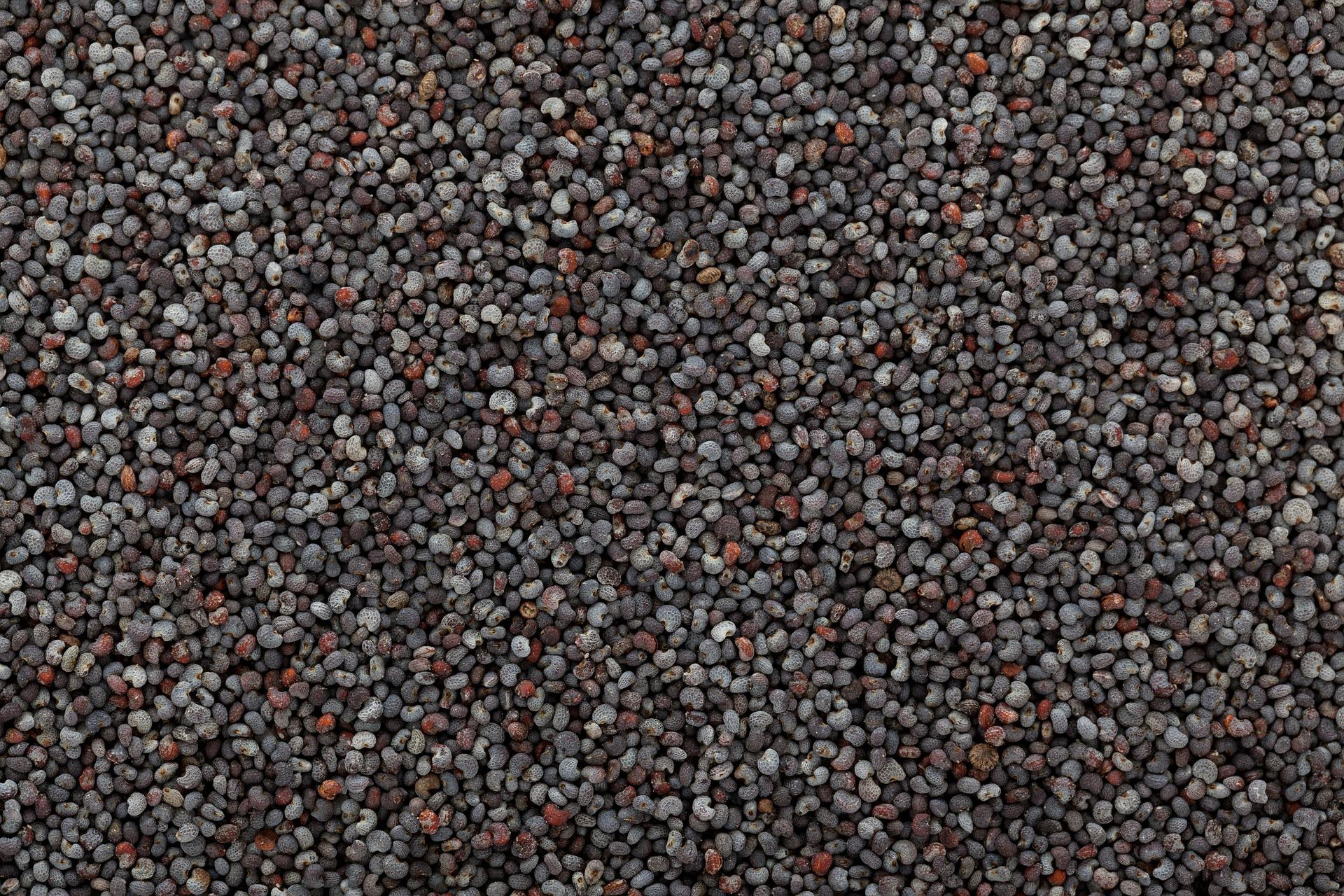Poppy Seeds Closeup