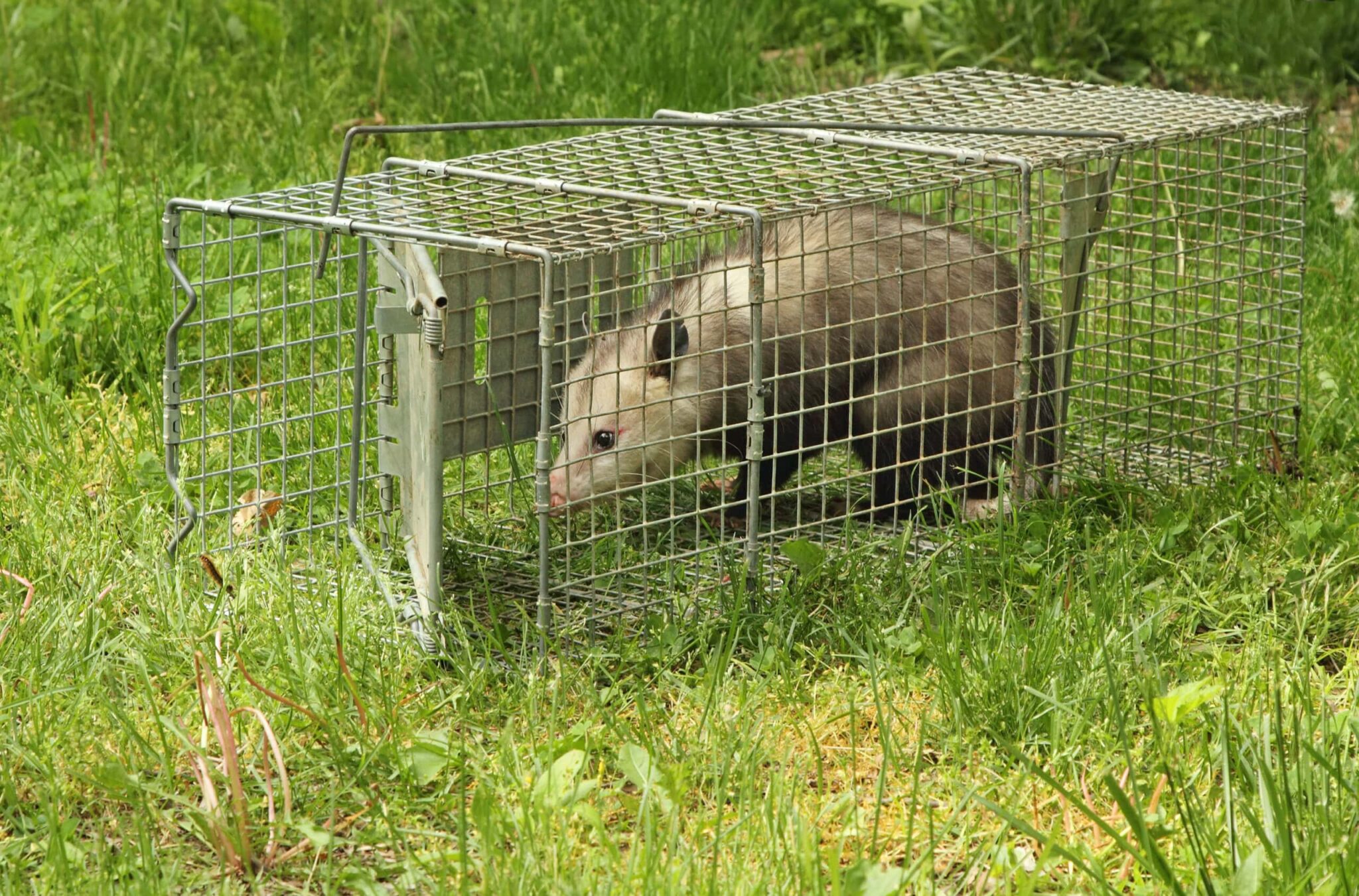 Possum-animal-trap_Charles-Brutlag_Shutterstock-scaled