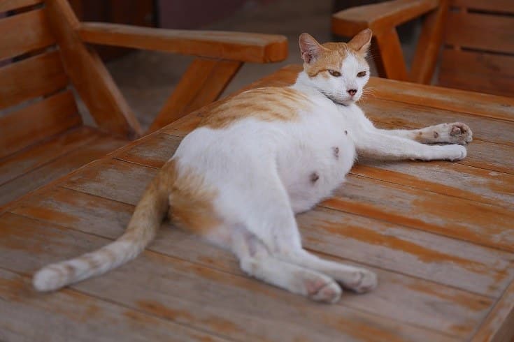 Pregnant White Cat