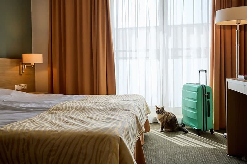 Pretty cat looking out the window and sitting near suitcase in hotel room