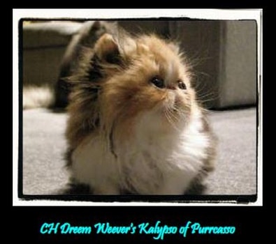 Purrcasso persians logo