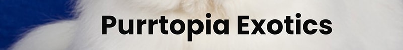 Purrtopia Exotics logo