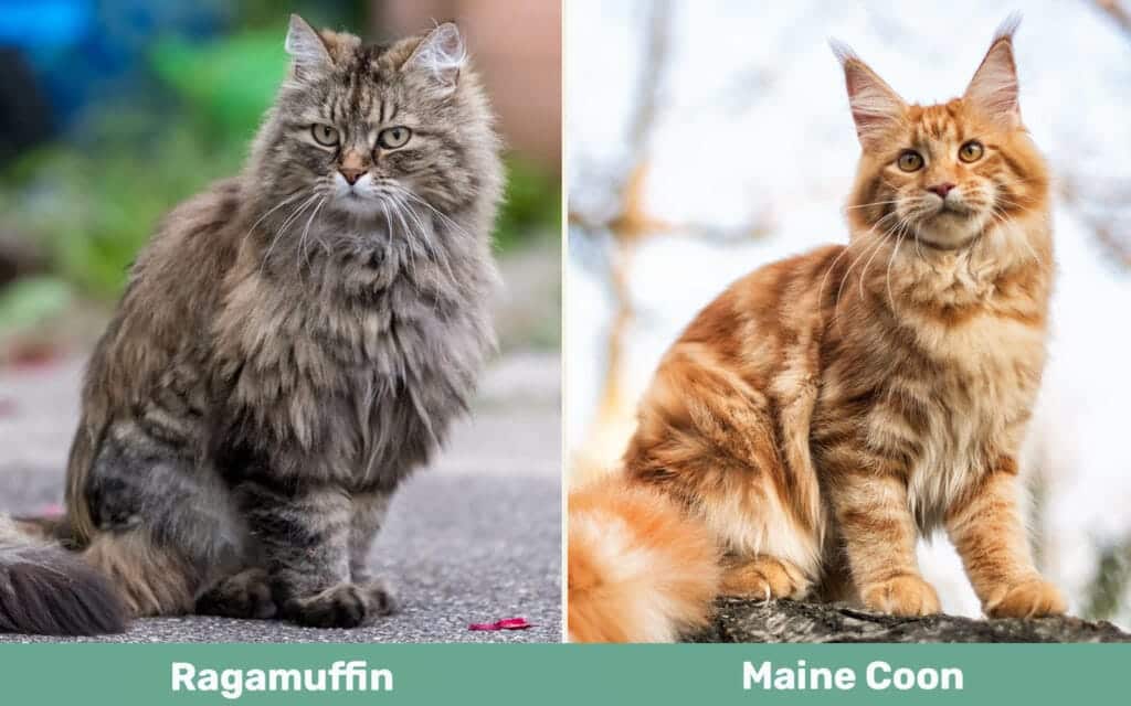 Ragamuffin Cat vs Maine Coon side by side