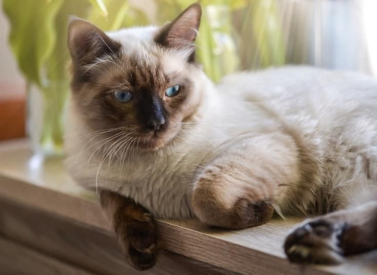 Black Ragdoll Cat Breed Info: Pictures, Temperament & Traits - Catster