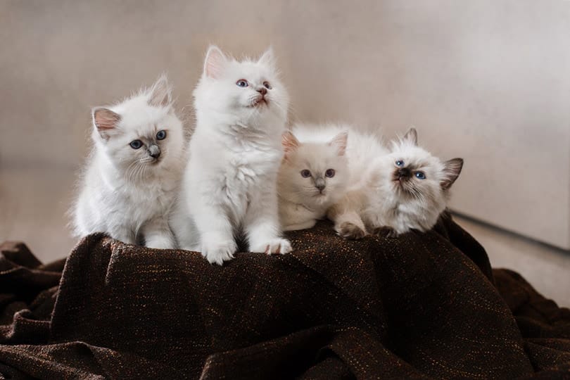 Ragdoll-blue-point-little-kitten-on-a-colored-background-studio