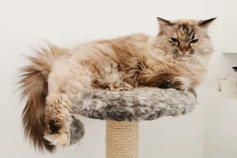 Ragdoll cat lying on cat bed_Shaun Dowdall, Shutterstock