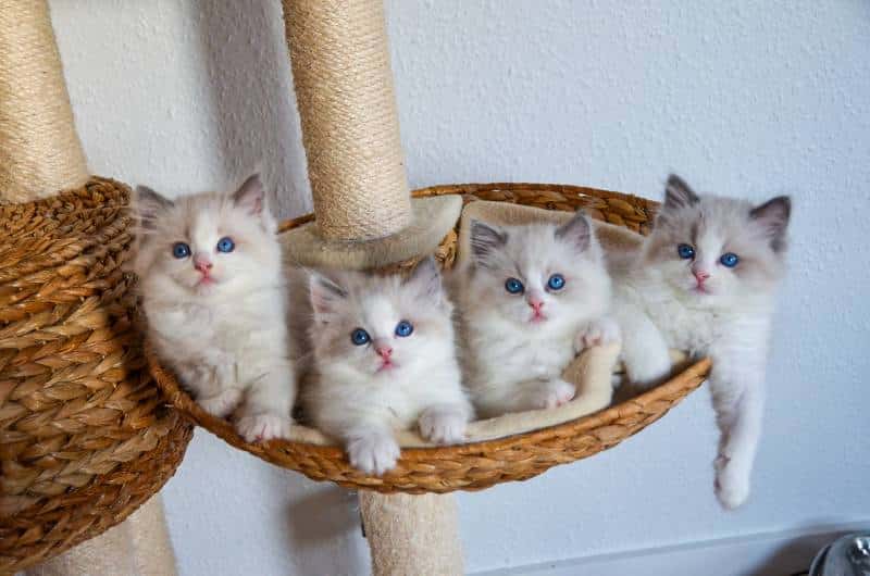 Ragdoll kittens in cat tree