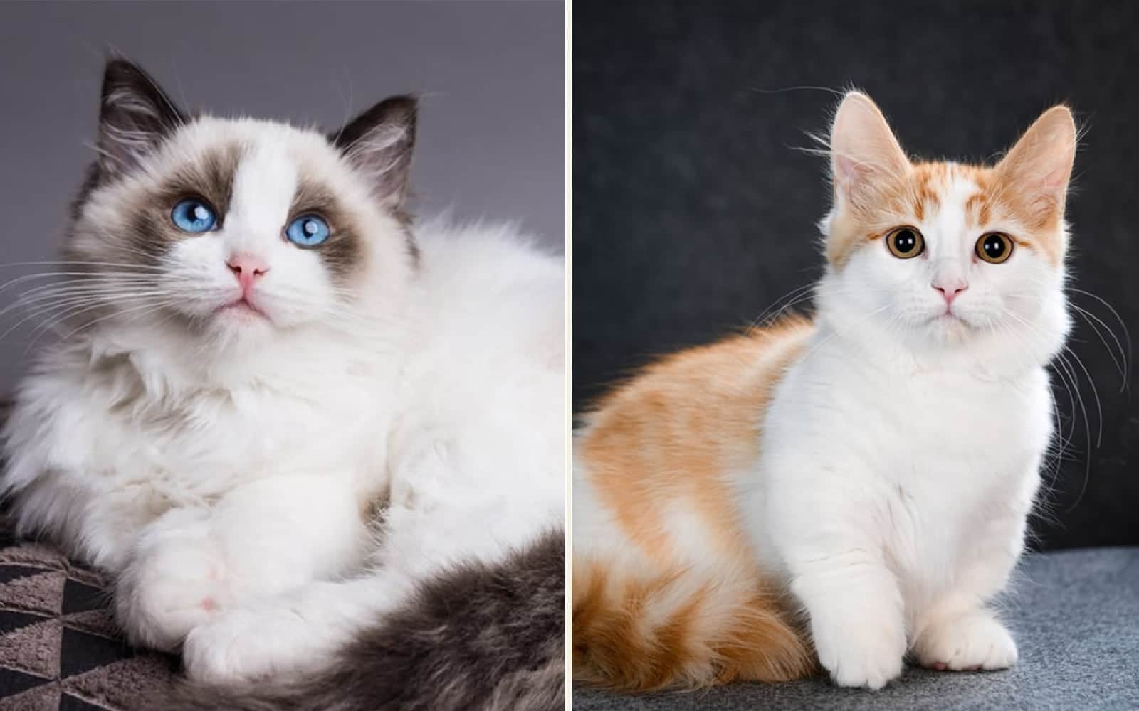 Ragdoll and Munchkin cats