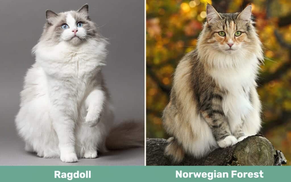 Ragdoll vs Norwegian Forest side by side