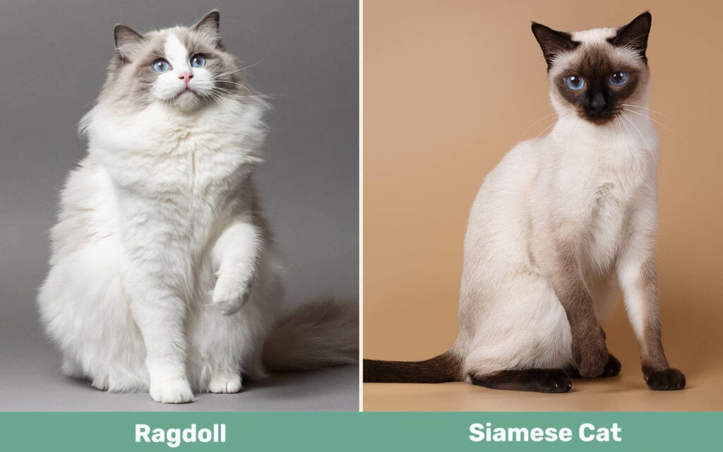 Ragdoll vs Siamese Cat side by side