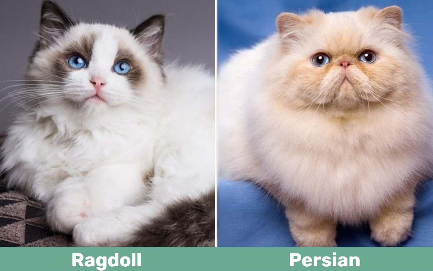 Ragdoll vs. Persian