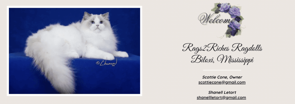 Rags2Riches Ragdolls