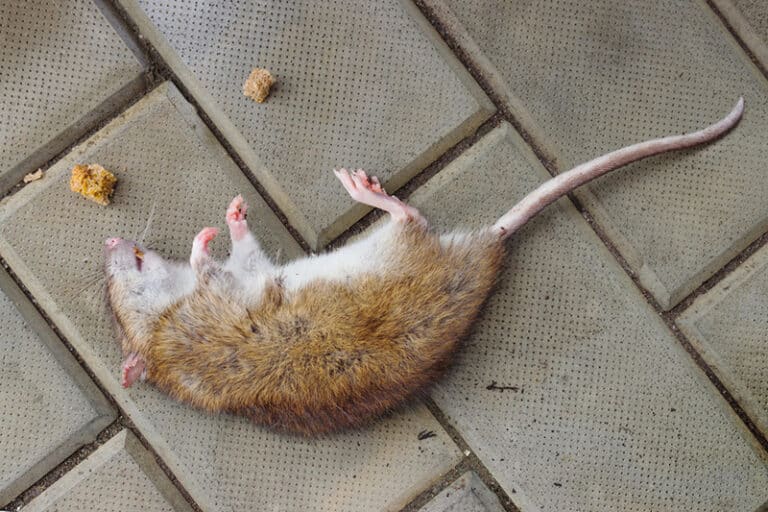 Can Cats Get Sick From Eating Poisoned Rodents? (Vet Answer) Catster