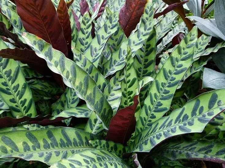 Rattlesnake Plant